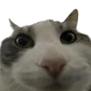 catlook