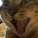 pogcat pogcat