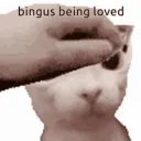 bingusbeingloved