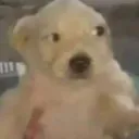 Pob