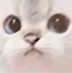 catlookright