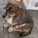 Milo Milo