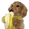 DogLookingHungryAndSnacking