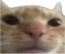 Catstare