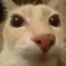 gatostare