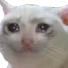 sad_cat Discord Emoji