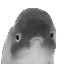despairfishy