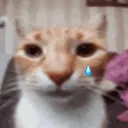 catcri
