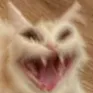 catREEEE