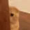 kittypeek