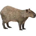 Capybara4 Capybara4