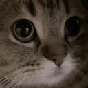 meow meow
