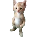 cat_stand