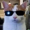 coolcat
