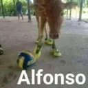 Alfonso