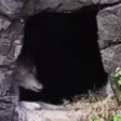 wolfHELLO