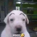 Rs_waos Rs_waos
