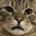 majiiwtfdidusay