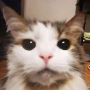Mns