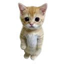 emoji_164