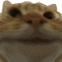 catshake