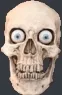 skull