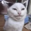 catmoji catmoji
