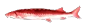EvilJoel