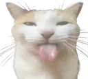 tongue