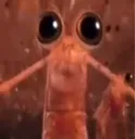 Krill5