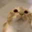 kit_moo
