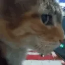kit_Wha