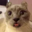 kit_duh