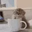 kit_eepy