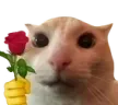 catRose