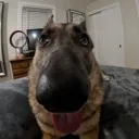 sillydoggy