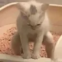 catshitting