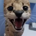 wa