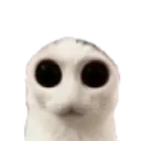 GazeCat