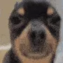 dogstarege