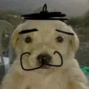 ouiouidog