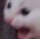 screamcat