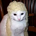 NoodleCat