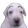 adoggydoggyWHATNOW