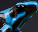 froggy