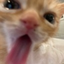 cat_cunt Discord emoji