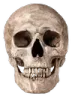 skull