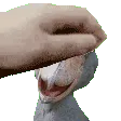 shoebillPet shoebillPet
