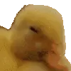 noDuck