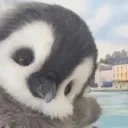 pinguhello pinguhello